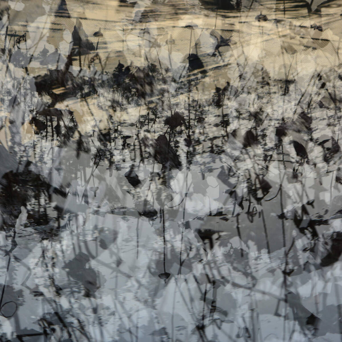 Wetlands Aflare 盘根 • 燎原