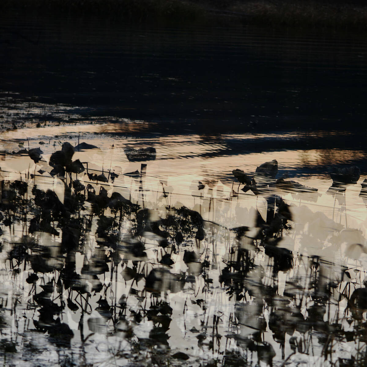 Wetlands Aflare 盘根 • 燎原