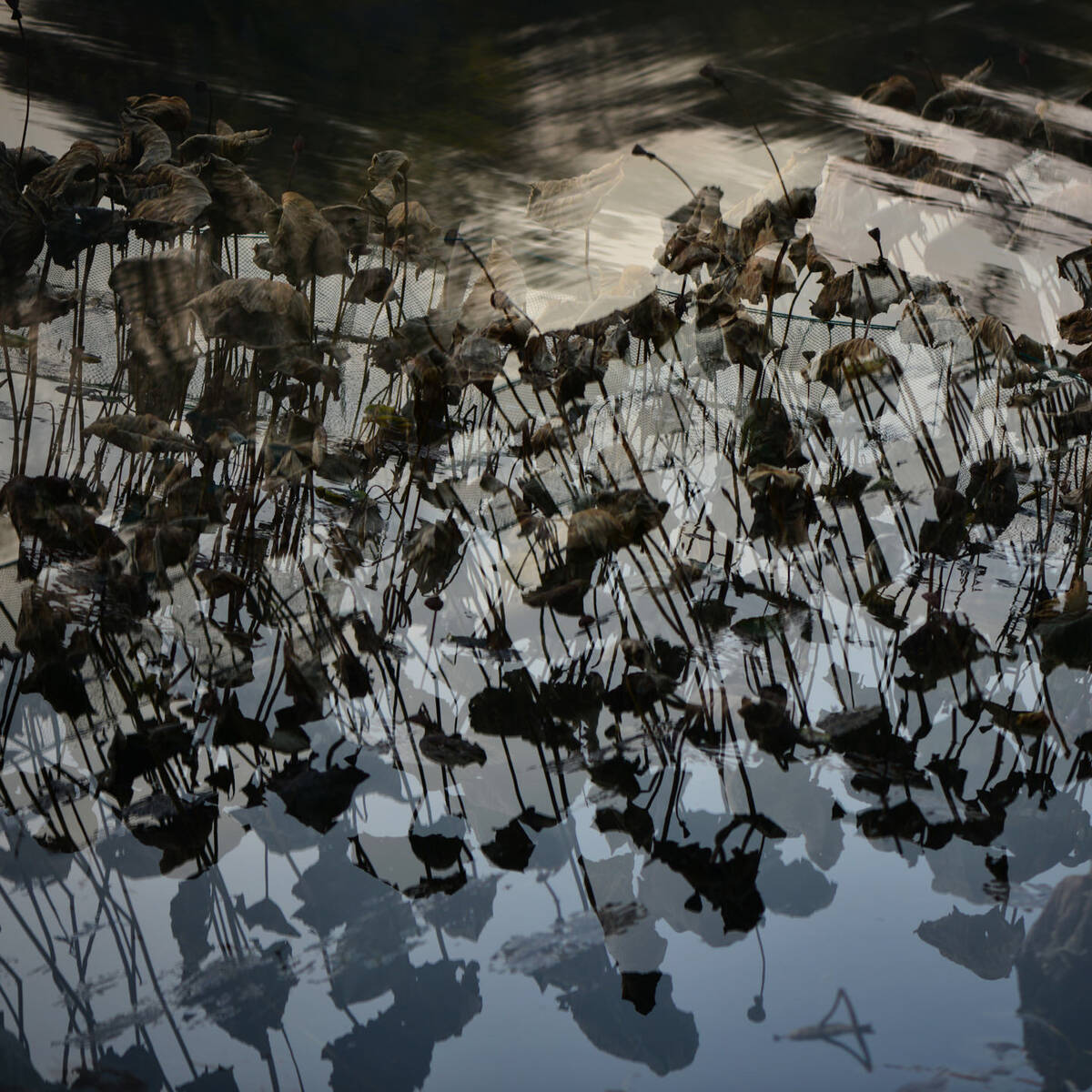 Wetlands Aflare 盘根 • 燎原