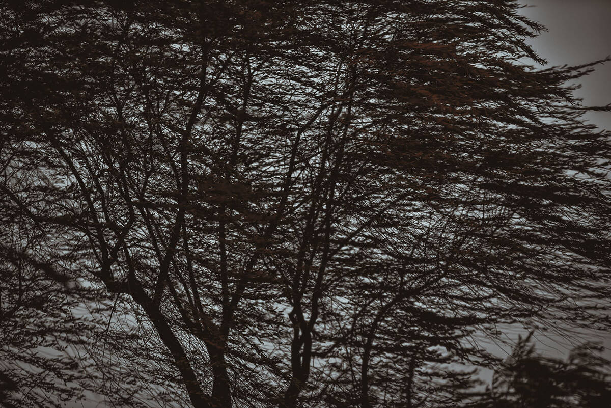 Charcoal Valses 南山路的炭笔画