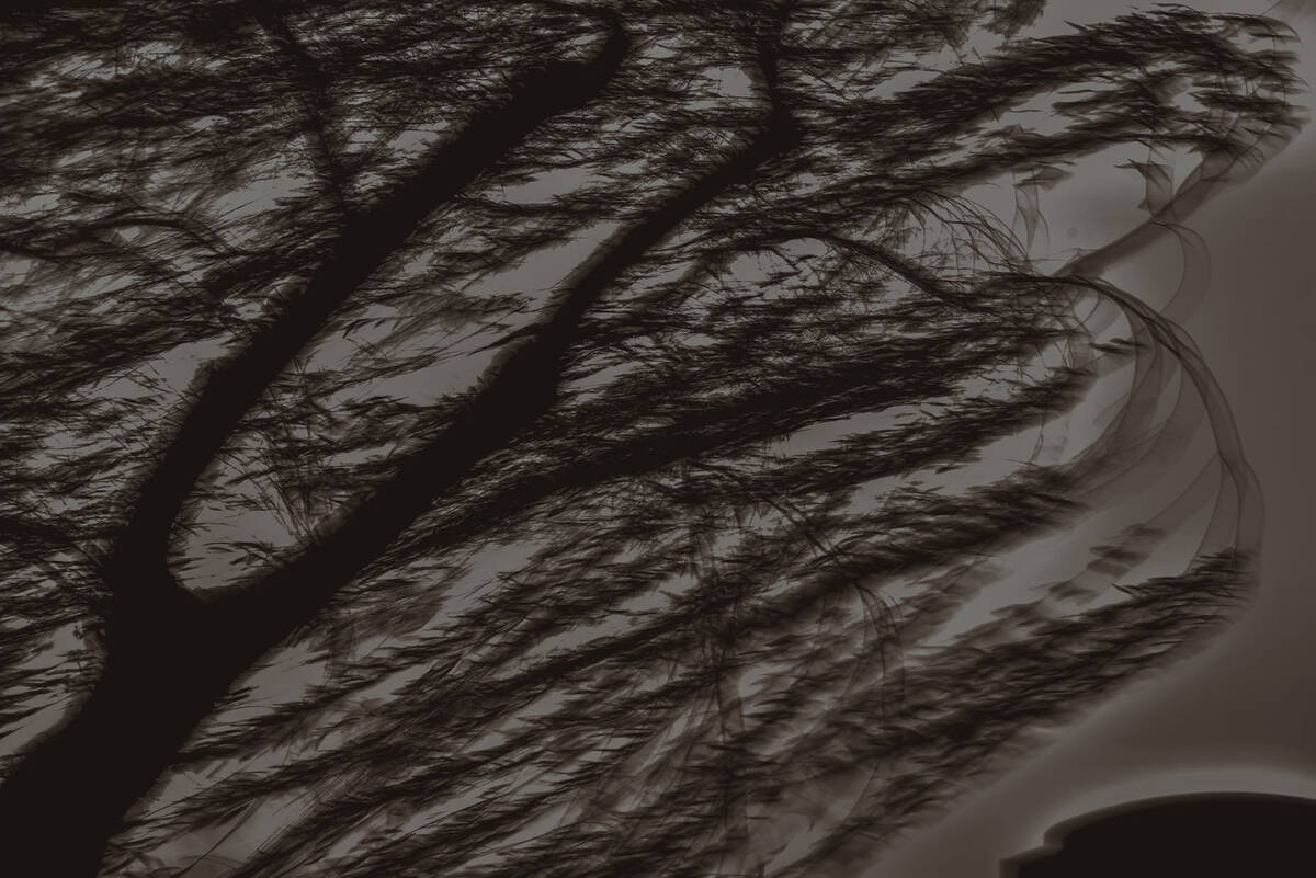 Charcoal Valses 南山路的炭笔画