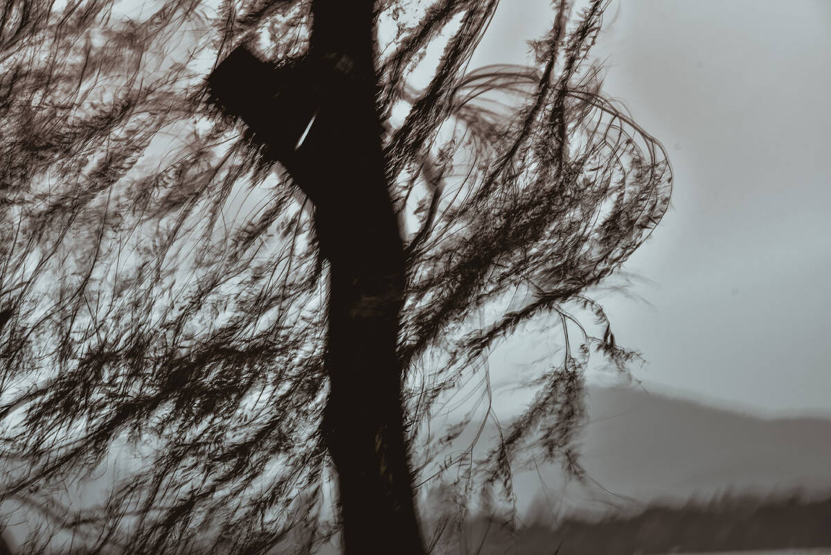 Charcoal Valses 南山路的炭笔画