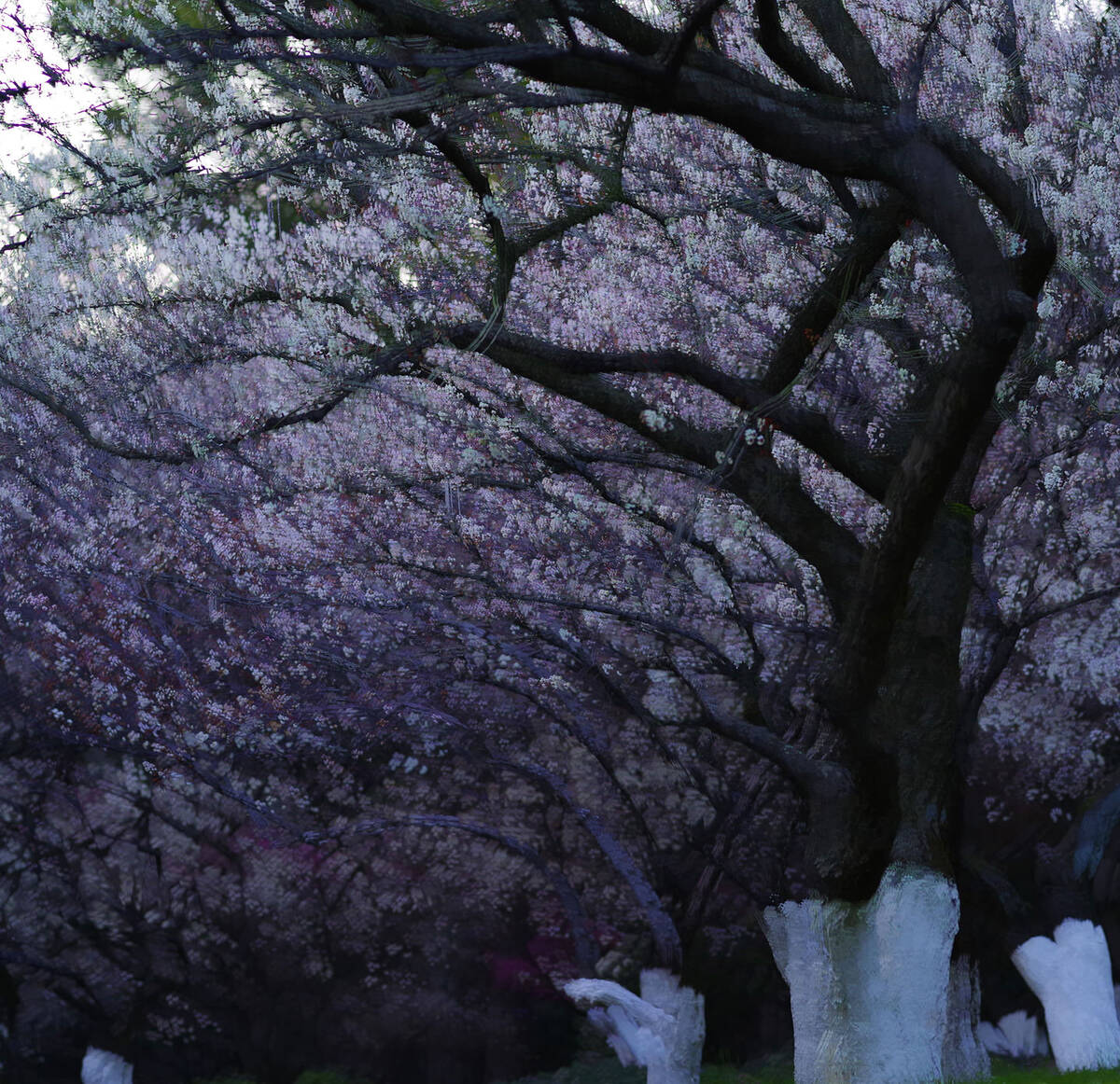 Blossoms of Lingfeng Hills 二月灵峰