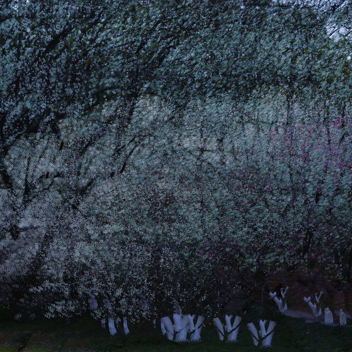 Blossoms of Lingfeng Hills 二月灵峰