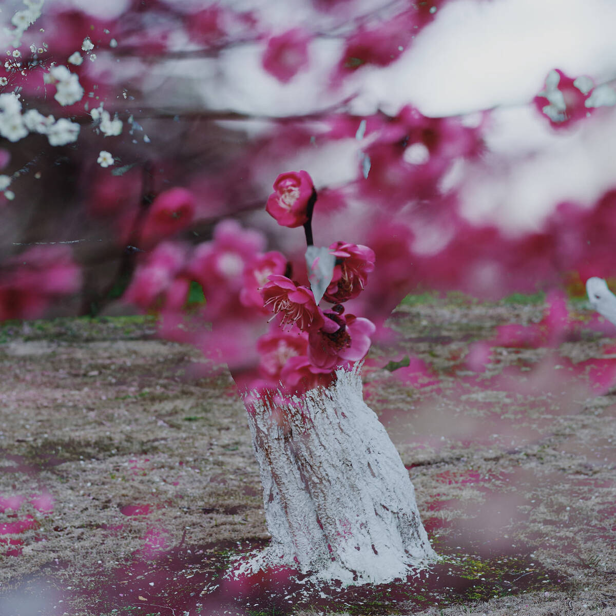 Blossoms of Lingfeng Hills 二月灵峰
