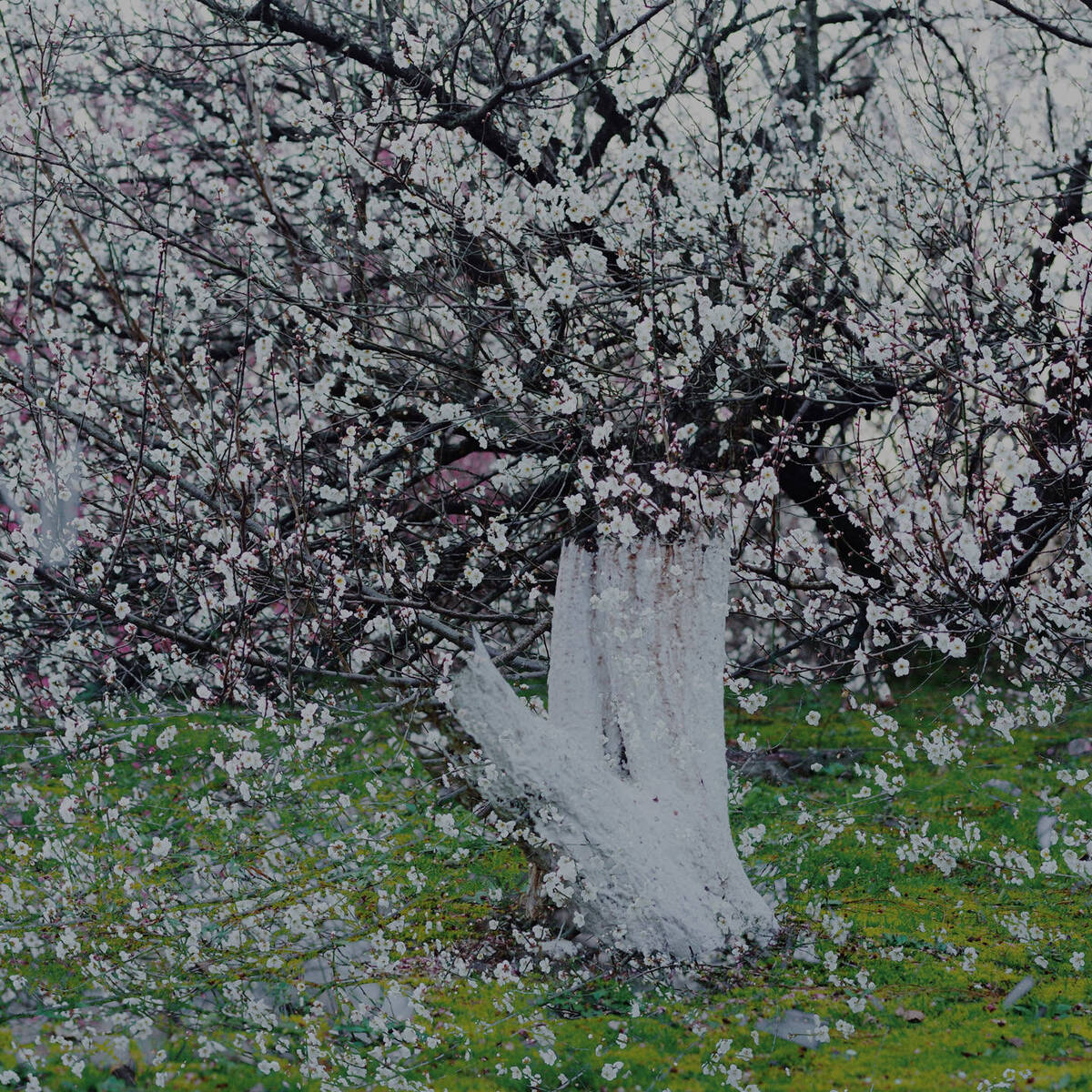 Blossoms of Lingfeng Hills 二月灵峰