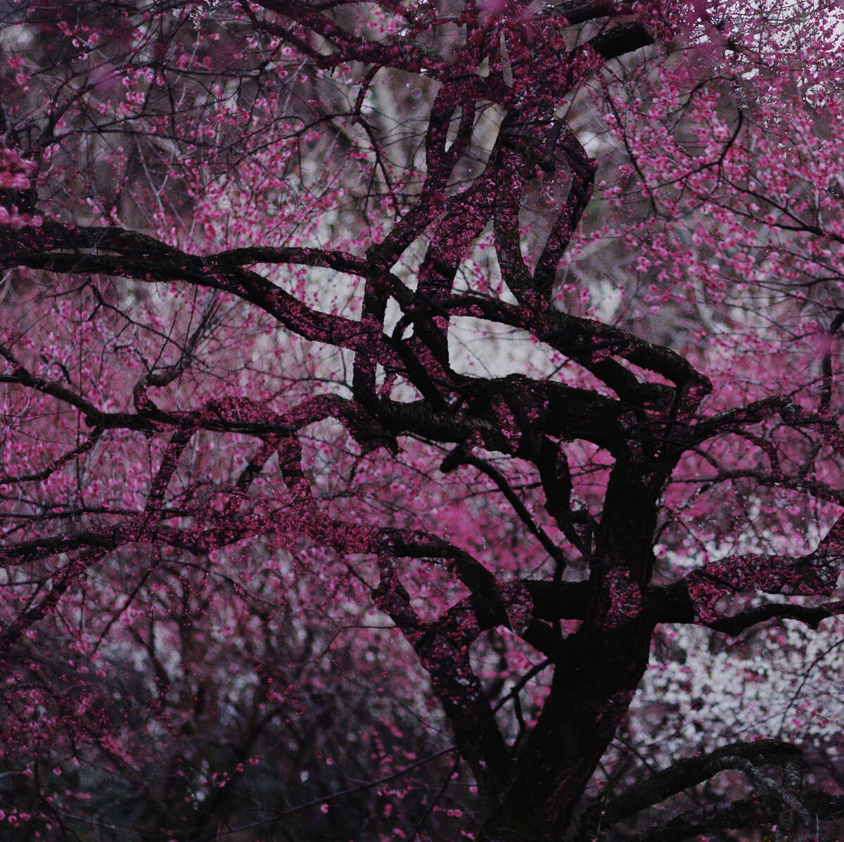 Blossoms of Lingfeng Hills 二月灵峰