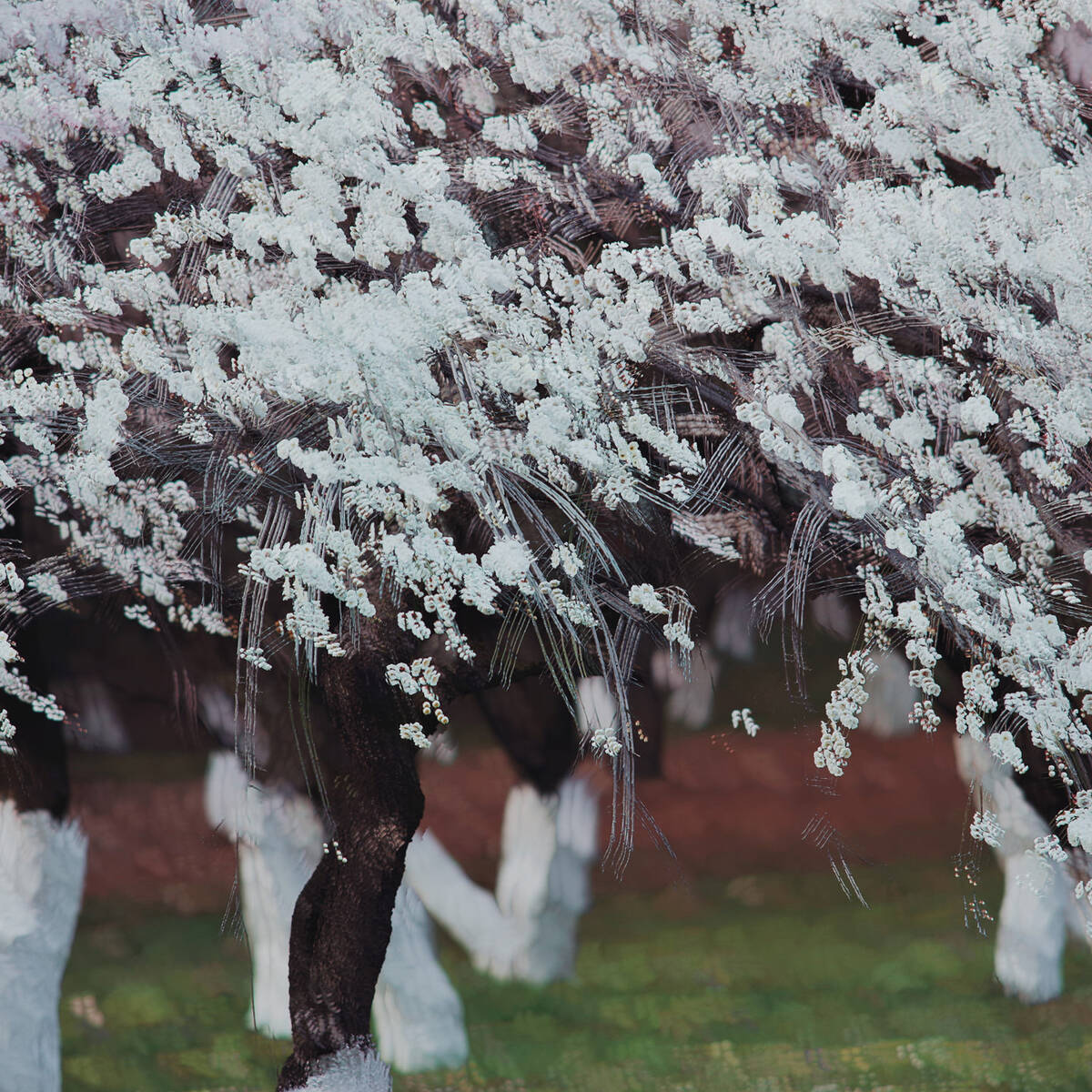 Dream of the Dawning 晓梦
