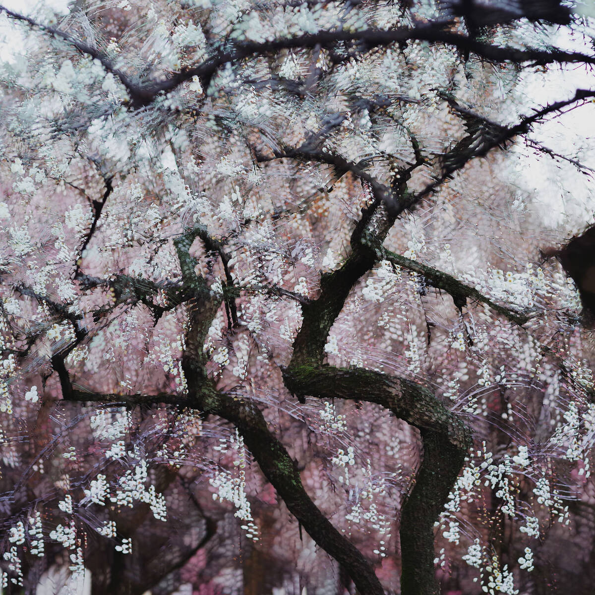 Dream of the Dawning 晓梦