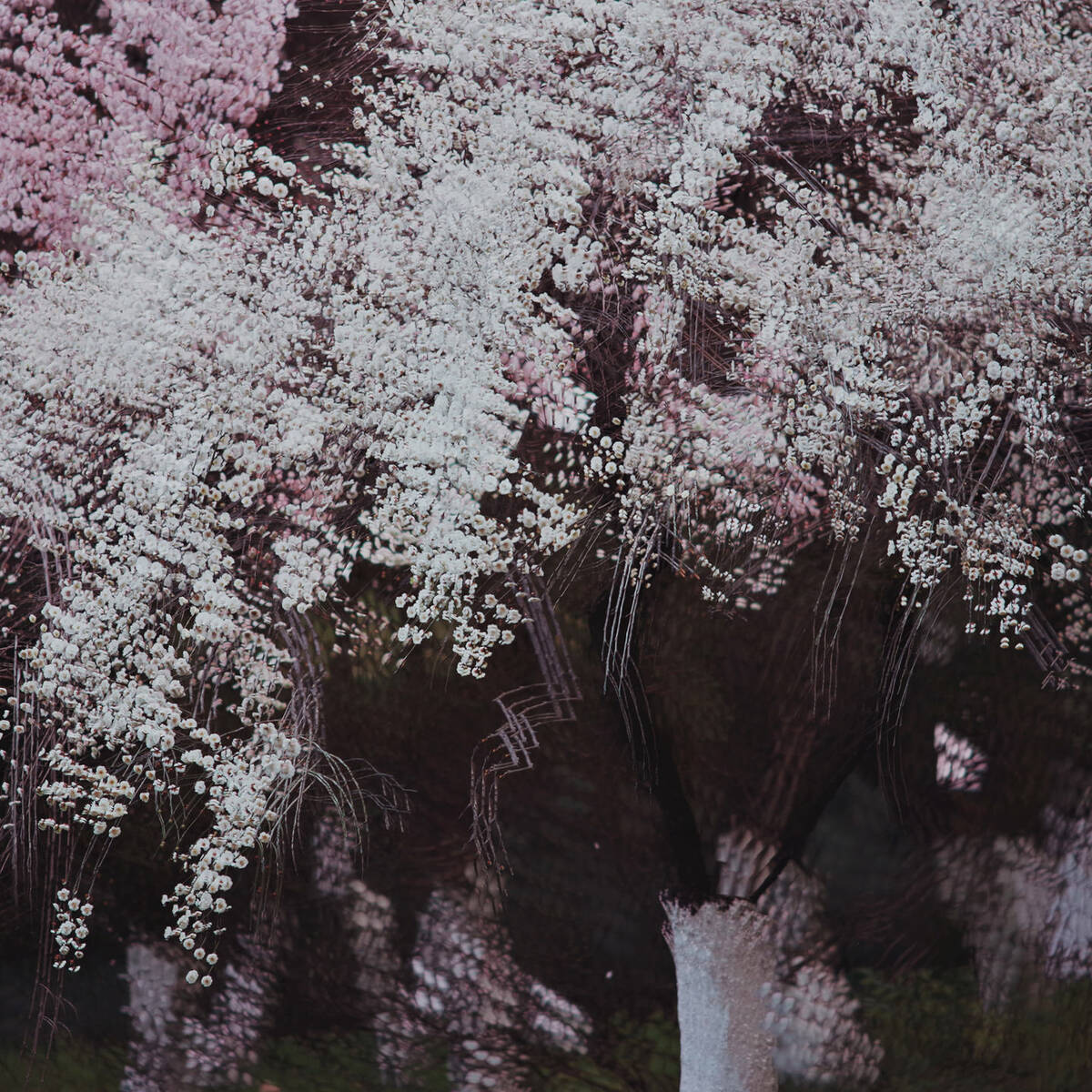 Dream of the Dawning 晓梦