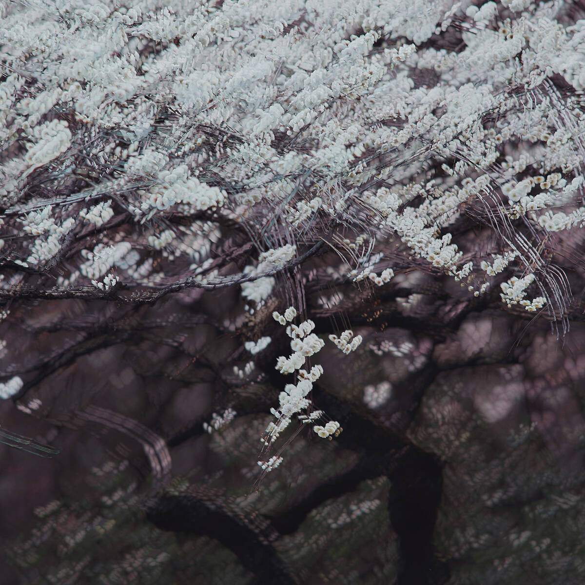 Dream of the Dawning 晓梦