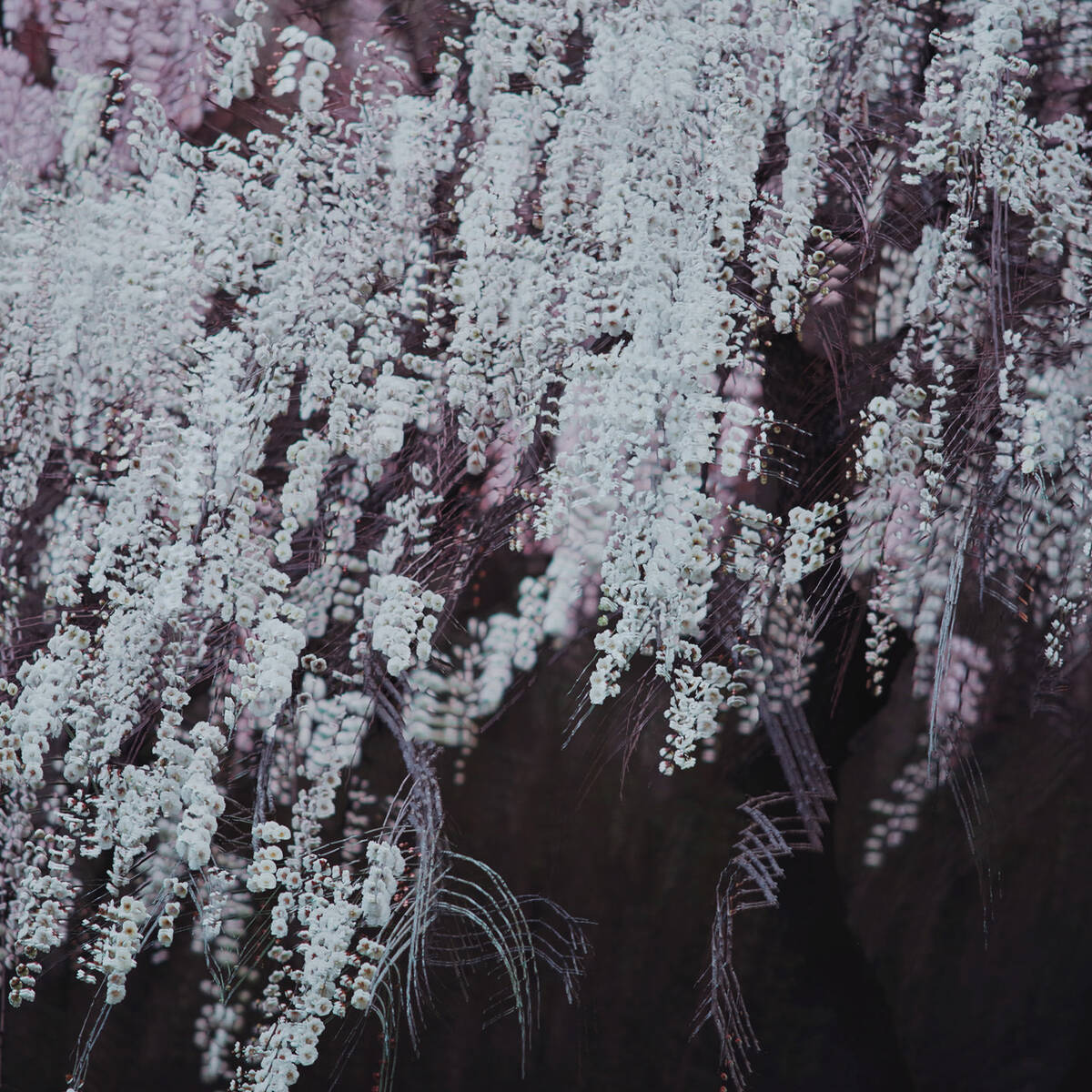 Dream of the Dawning 晓梦