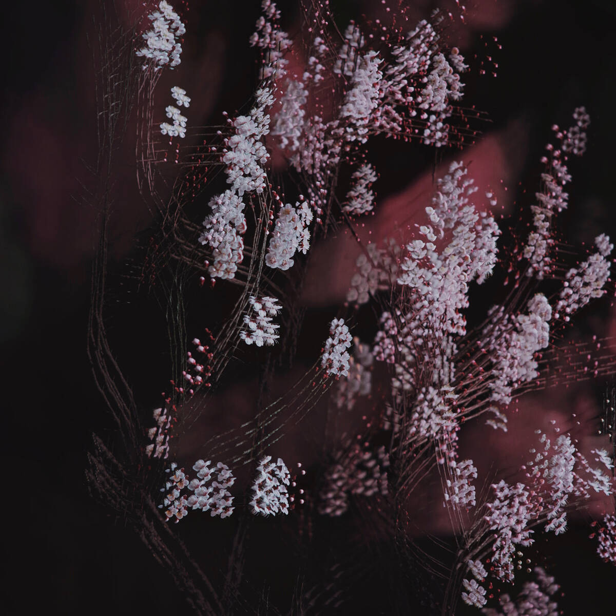 Dream of the Dawning 晓梦