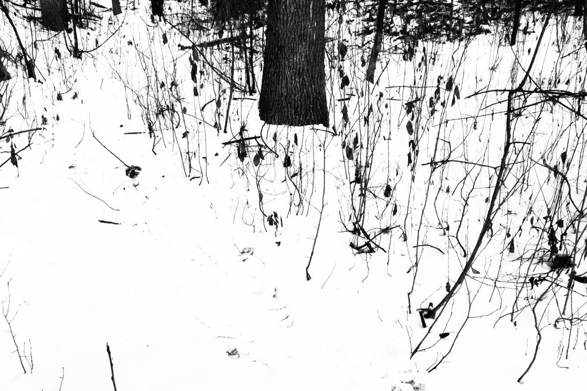 Snowbound
