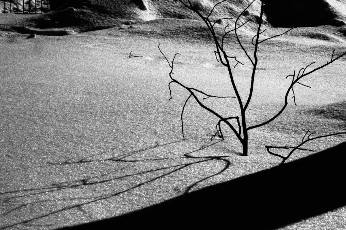 Symphony of Shadows