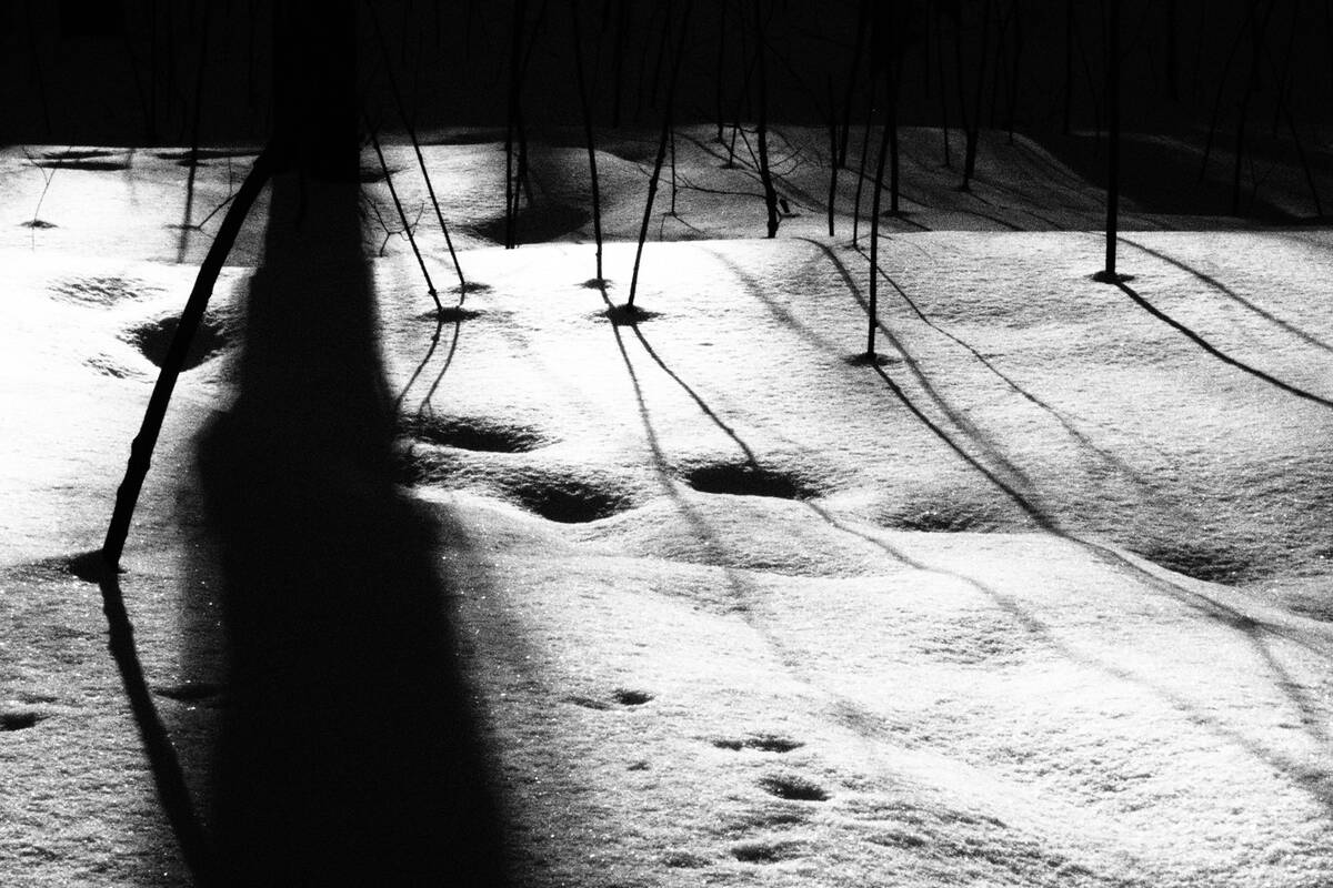 Symphony of Shadows
