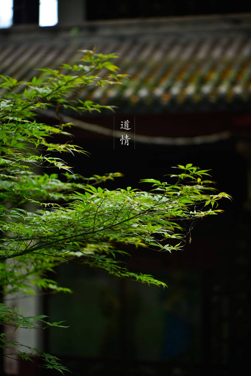 Hanshan in Chengdu 访成都安仁古镇